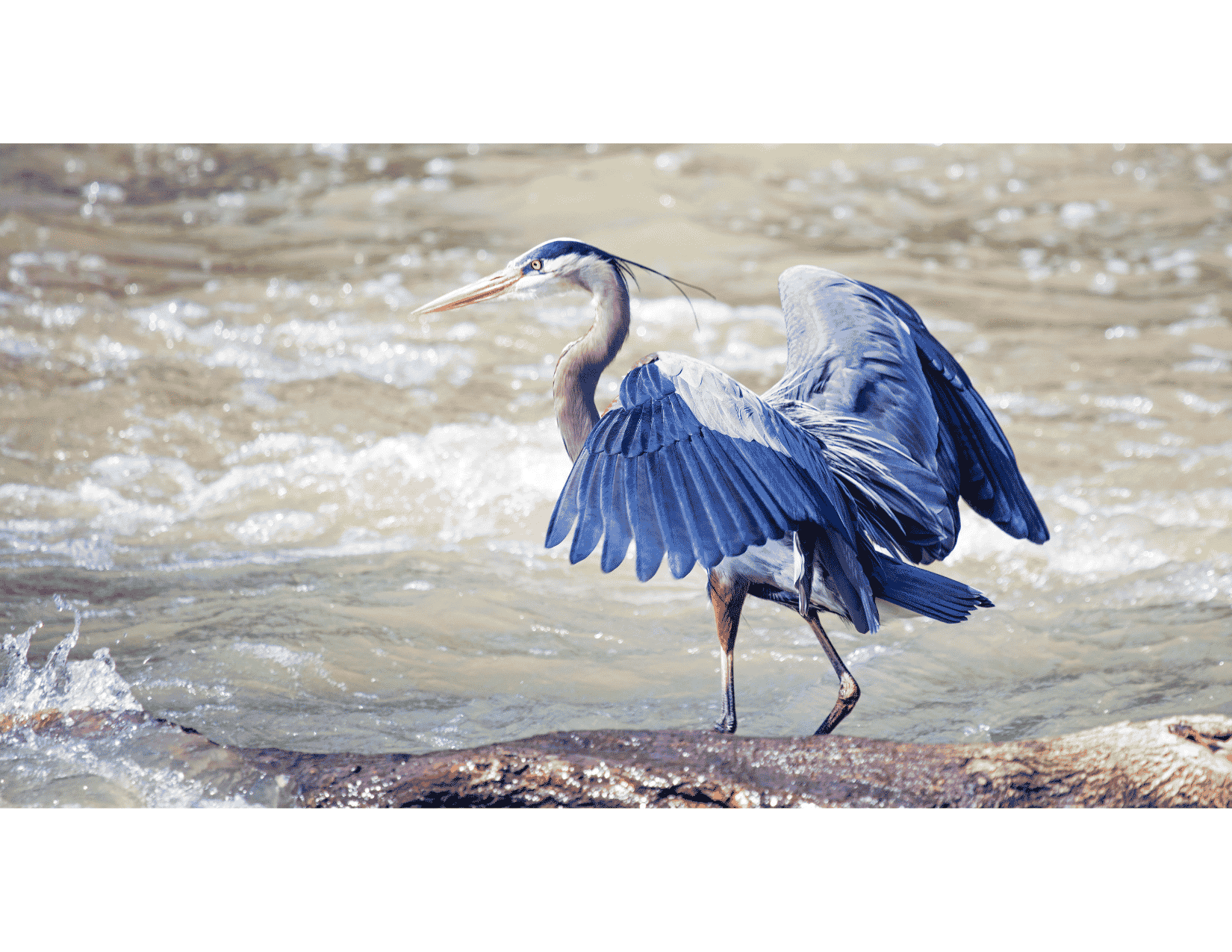 Heron by the Falls